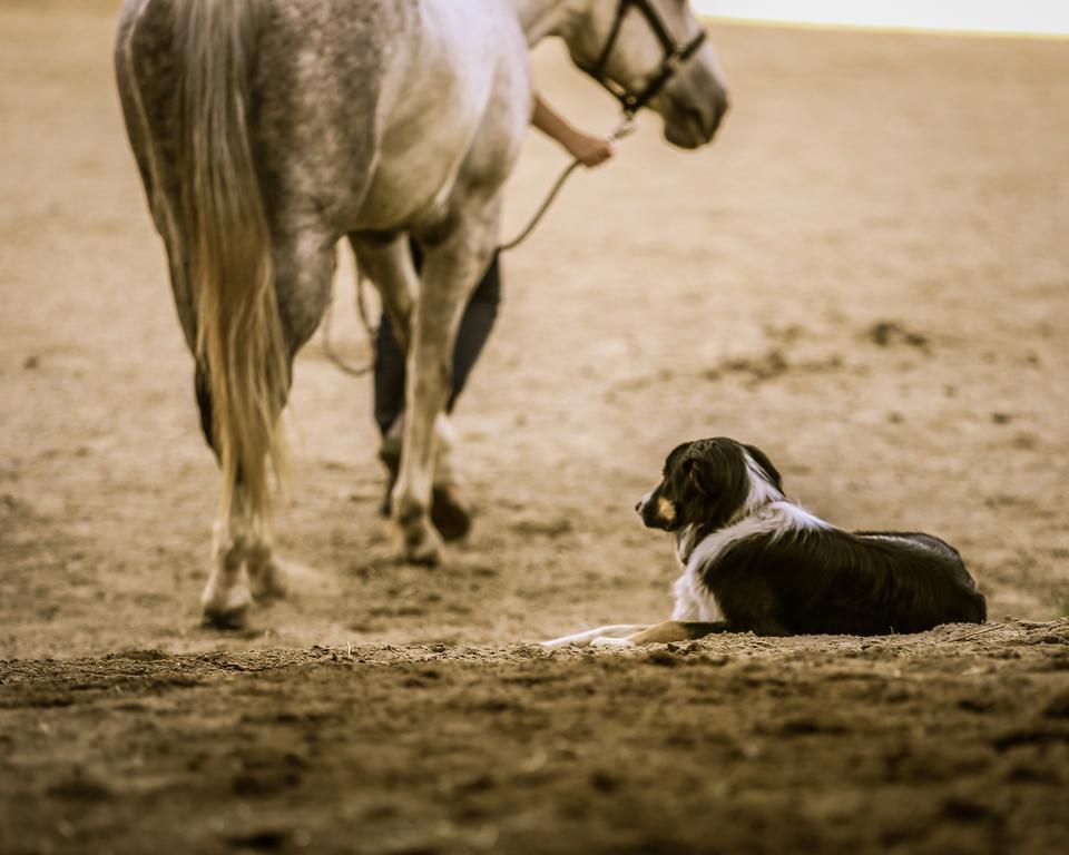 Western Pleasure Guest Ranch Sandpoint Exteriér fotografie